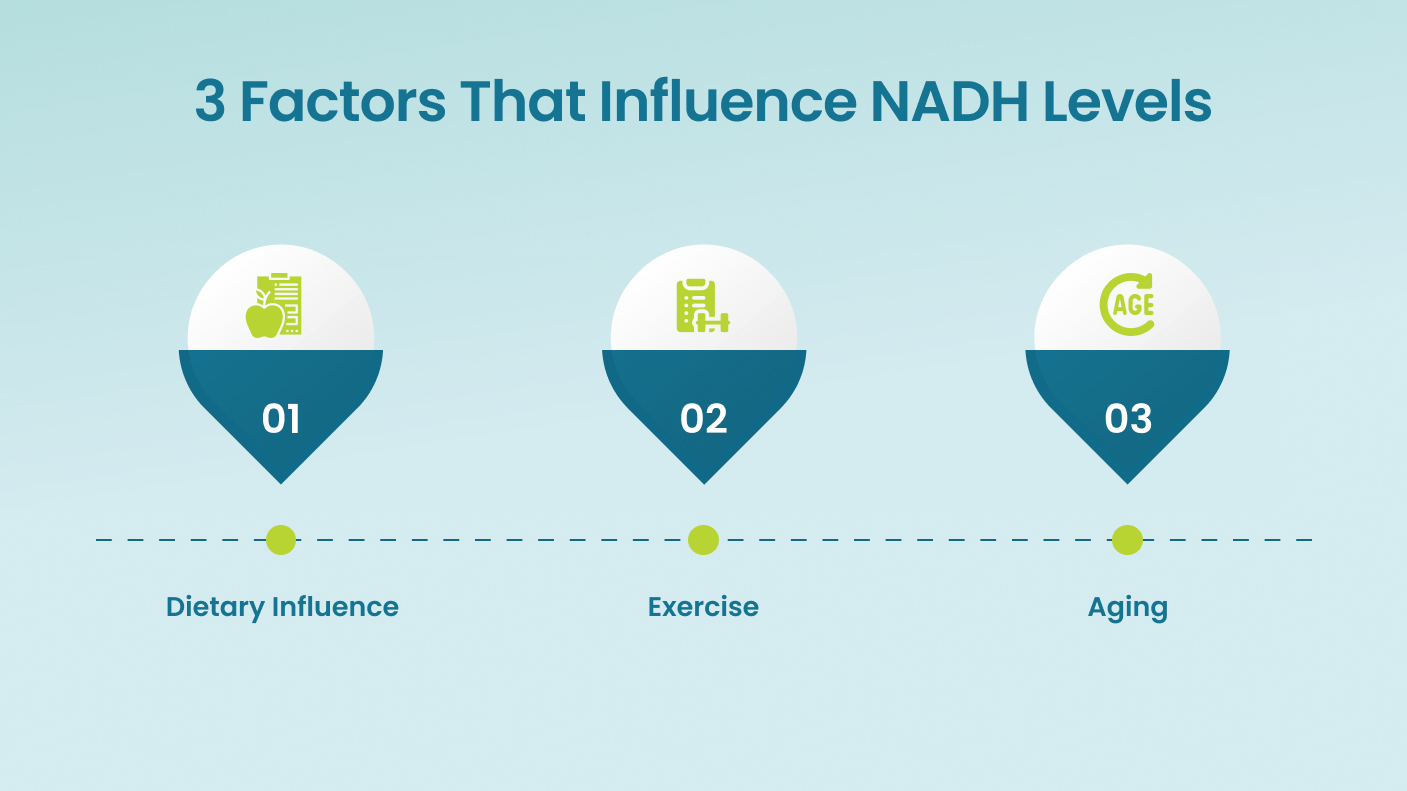 3 Factors That Influence NADH Levels