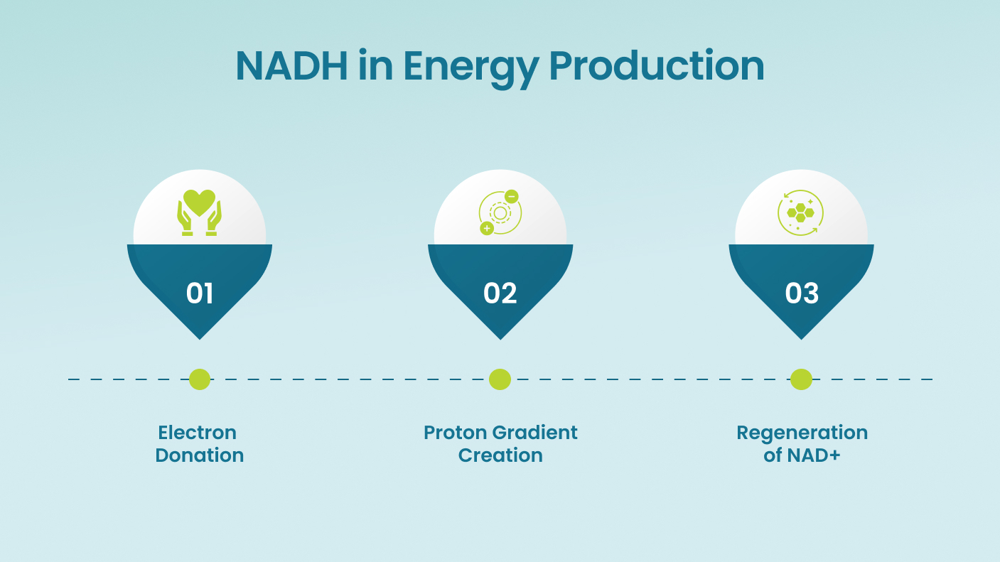 NADH in Energy Production