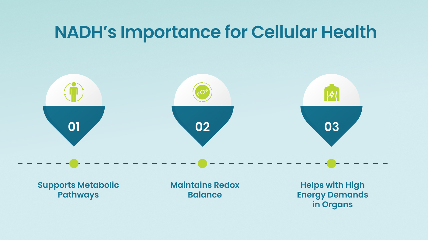 NADH’s Importance for Cellular Health