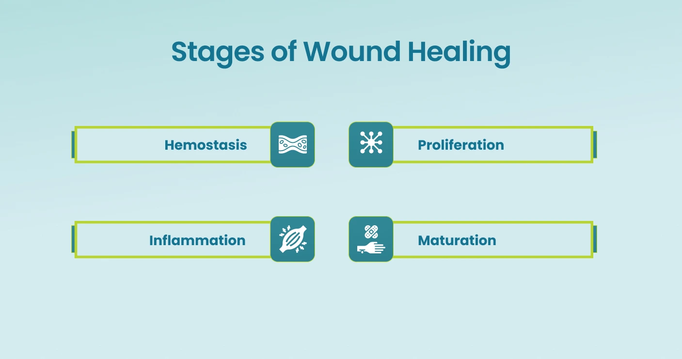 Stages of wound healing